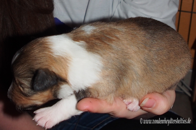 Eine Hand voll Sheltie