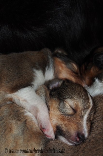 2                    wahre Geschwisterliebe