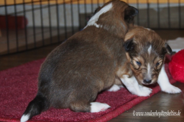 3                          kleine Rangelei gefaellig