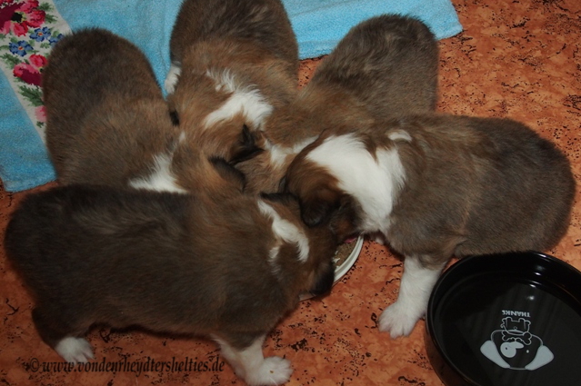 3 das soll eine Sternformation sein   naja fast