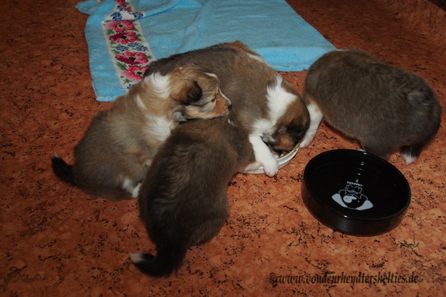 4 Tischmanieren braucht hier wohl keiner