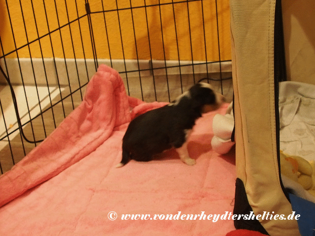 output qxqOJg kurze Version