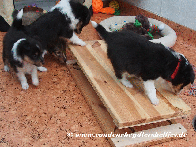 output amKgLs Wackelbrett