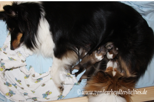 Zaungast am 21.06.2014