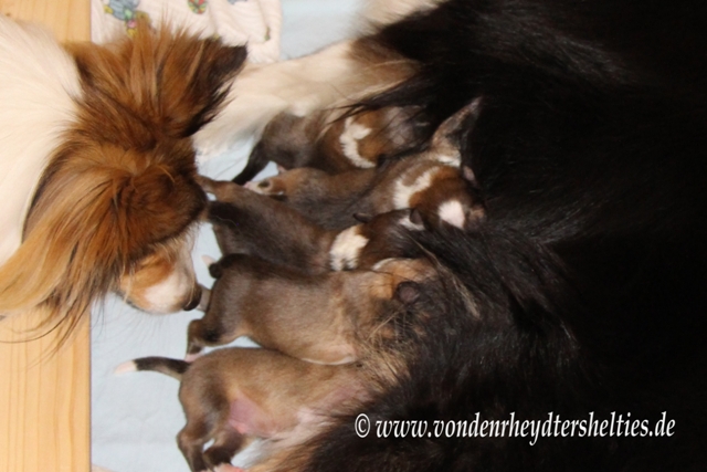 Zaungast am 21.06.2014