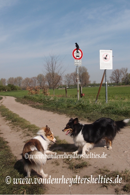 Wer schlägt ihn in die Flucht?